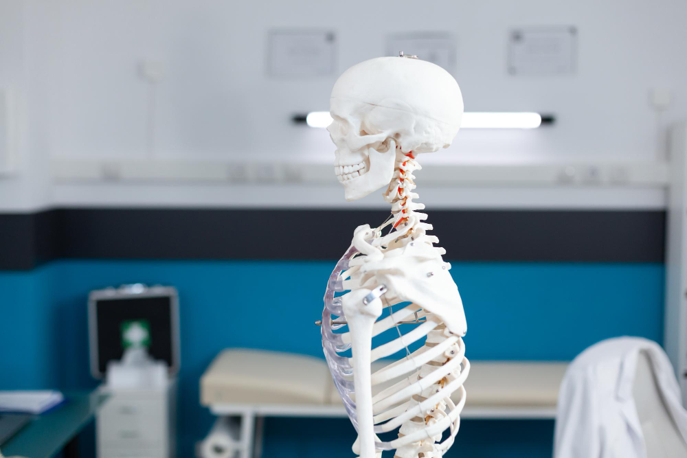 human rib 