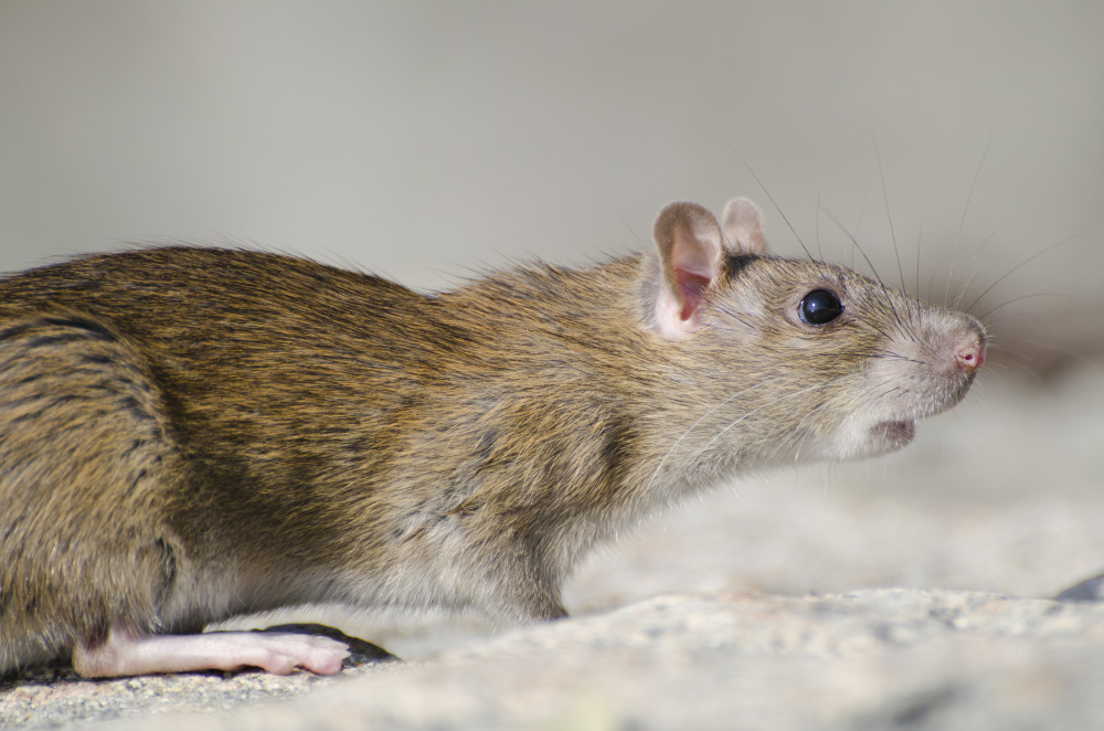 Mouse