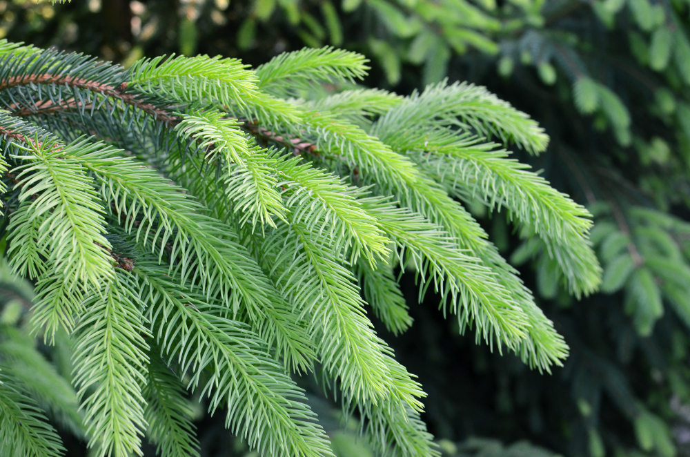 12 Things About the Yew, the Oldest Living Thing in Northern Europe and Nobody Can Say How Old