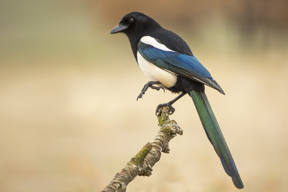 Magpie
