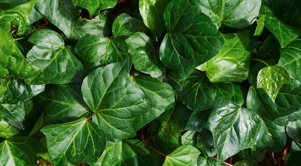Ivy