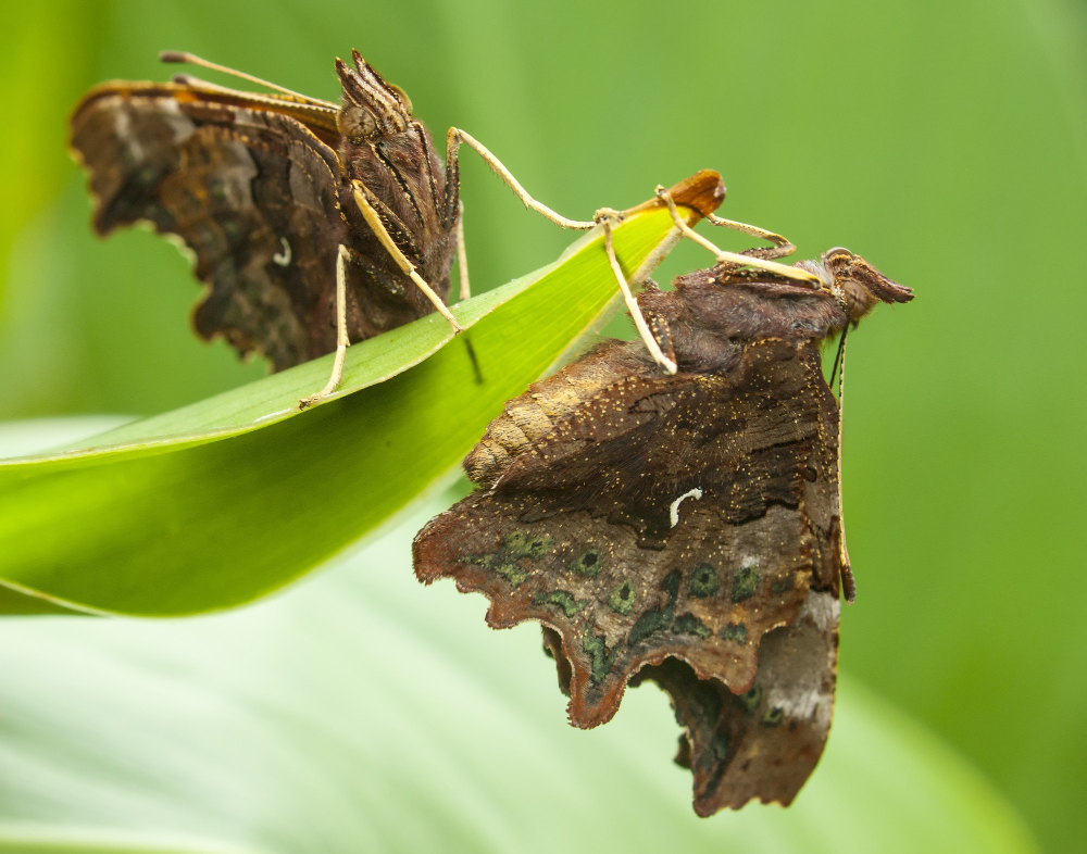 clothes moth