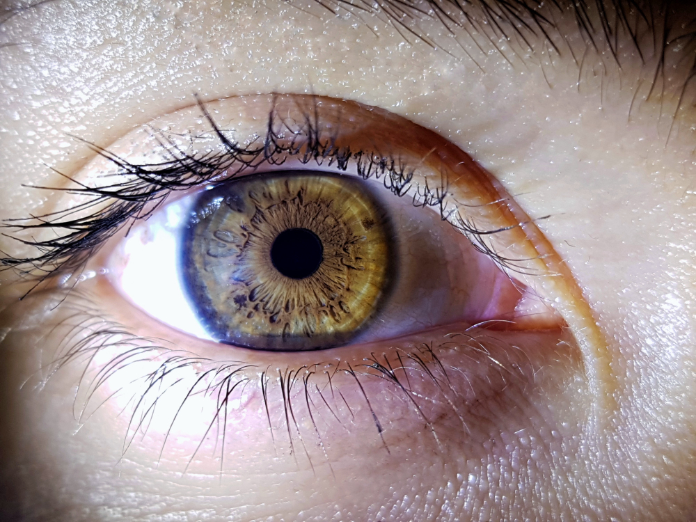 human eye