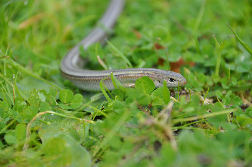 Slow Worm