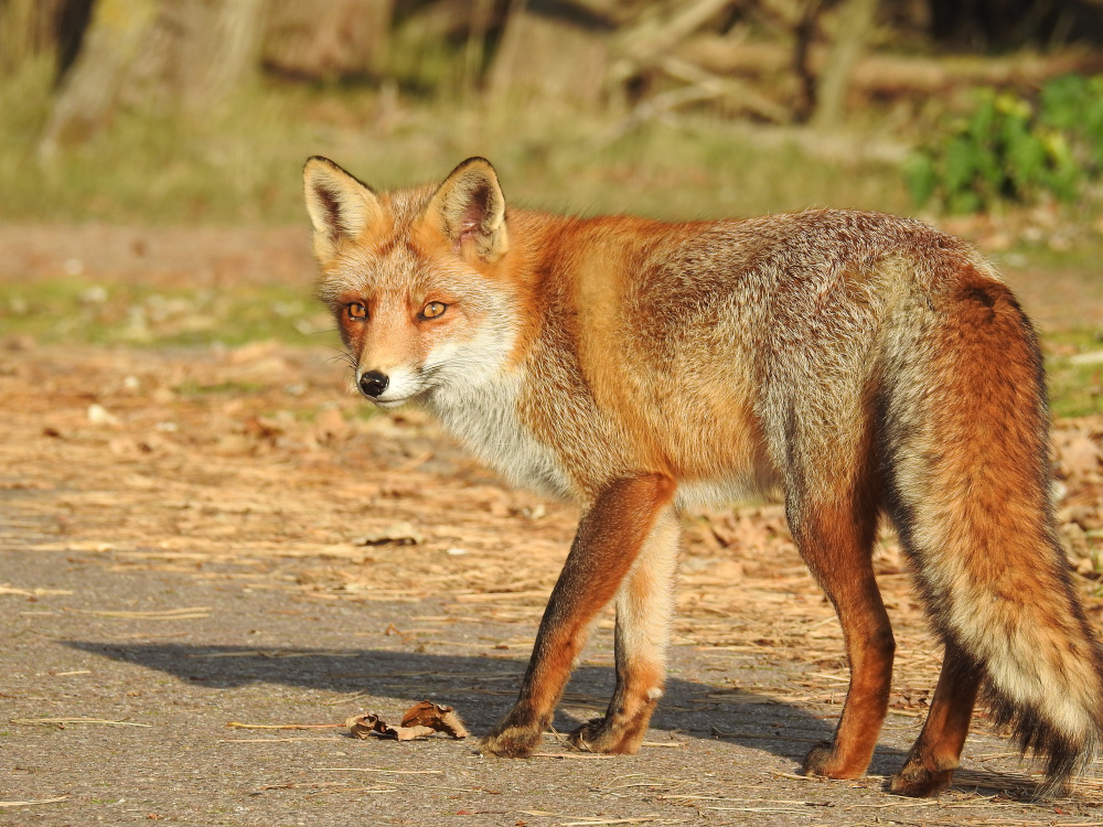 15 Things About the Fox in Your Street, Including Why It Walks Down the Middle of the Road