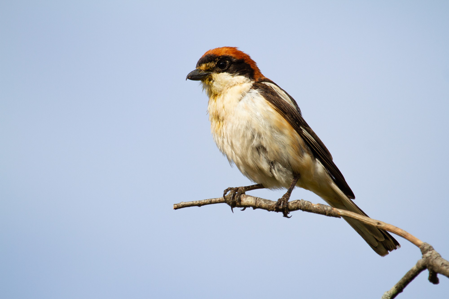 Sparrow