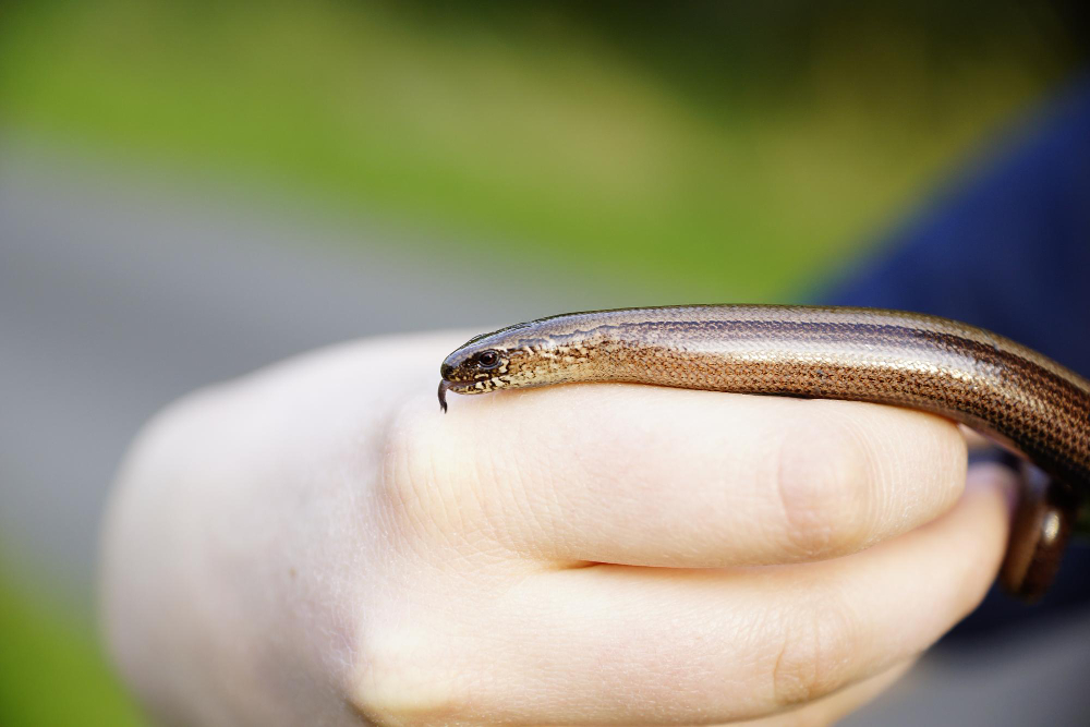 Slow Worm