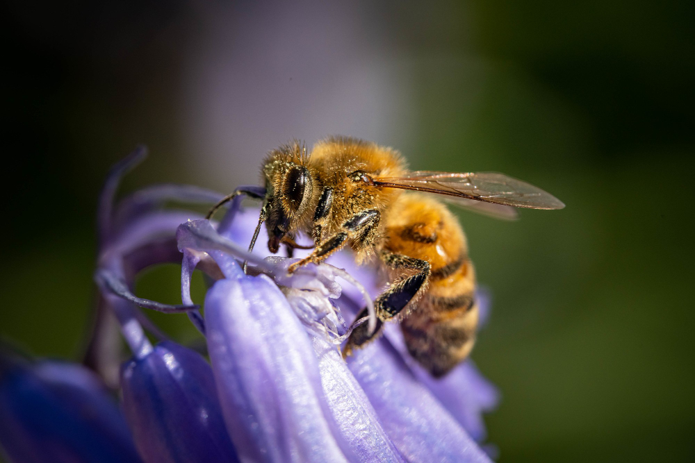 Bumblebee