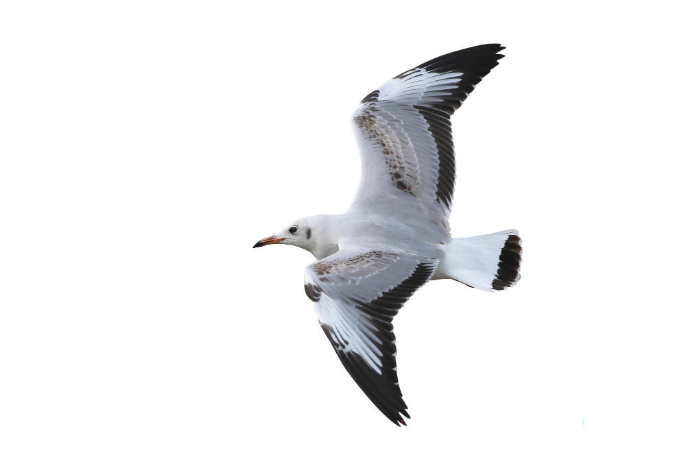 Seagull