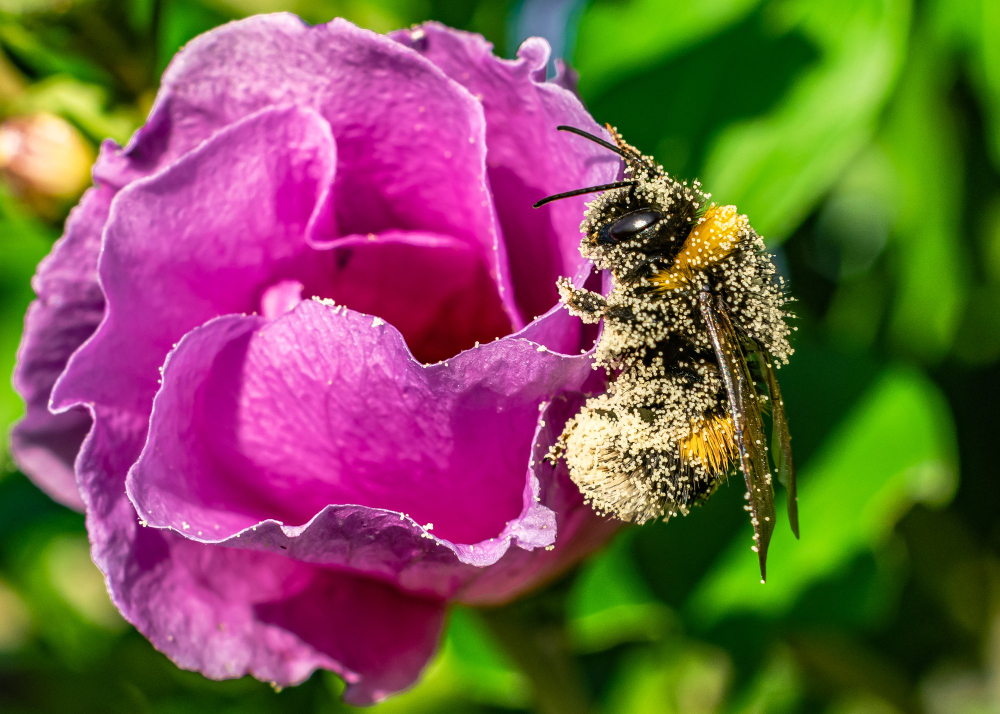 Bumblebee