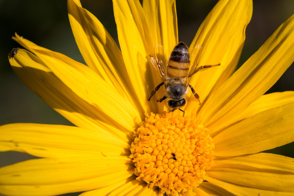 Bumblebee