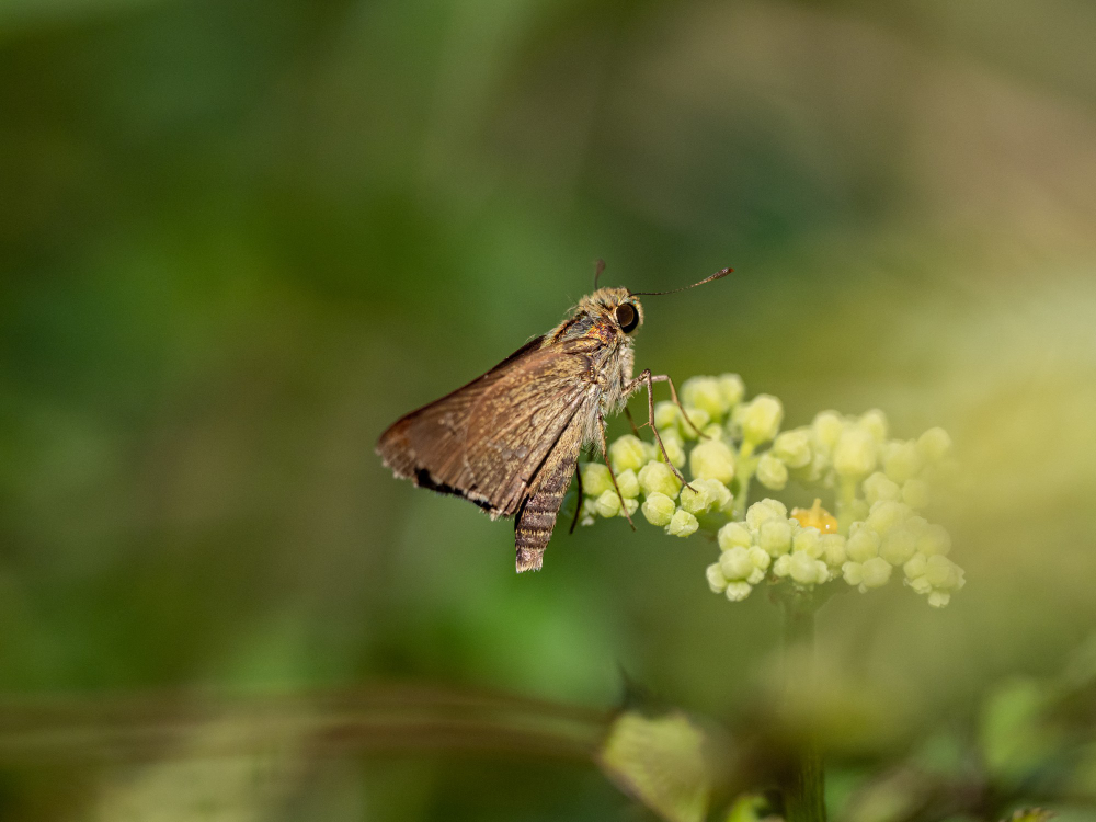 clothes moth