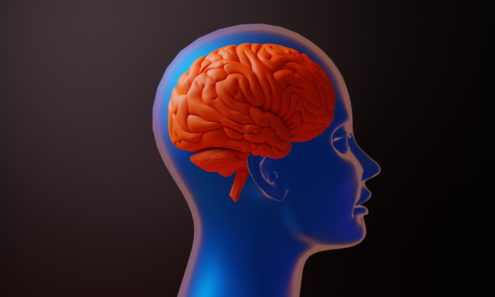 Brain