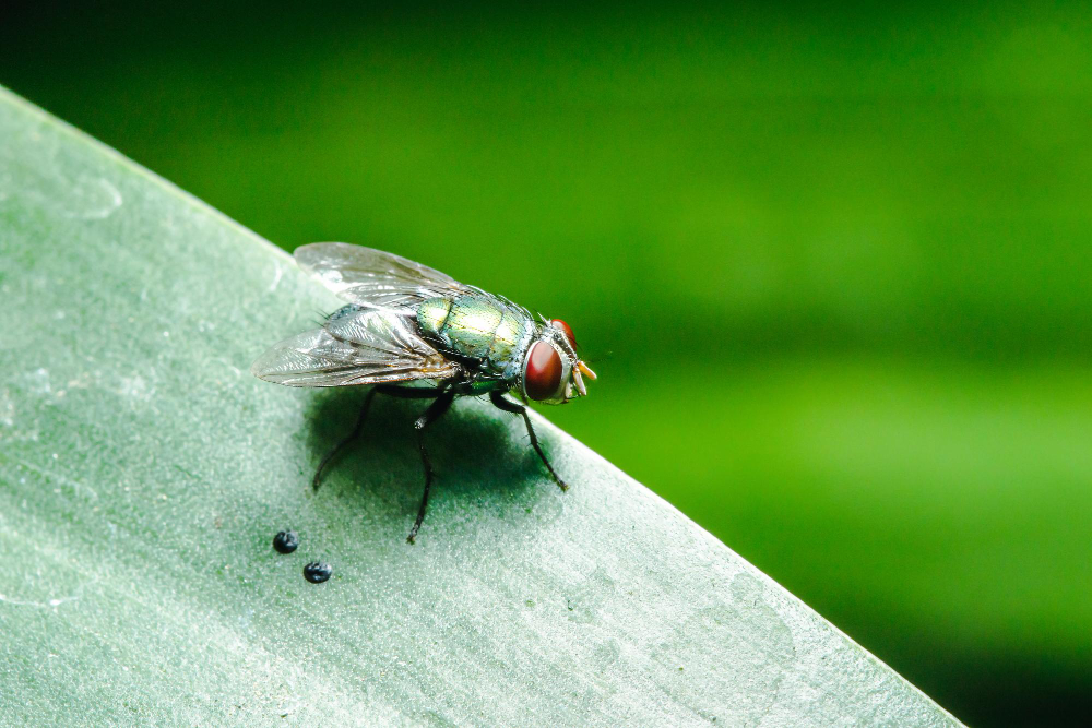 housefly