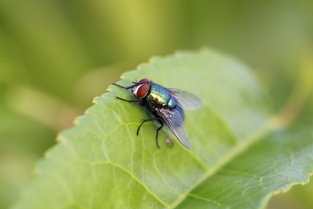 housefly
