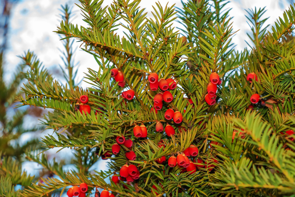 Taxus