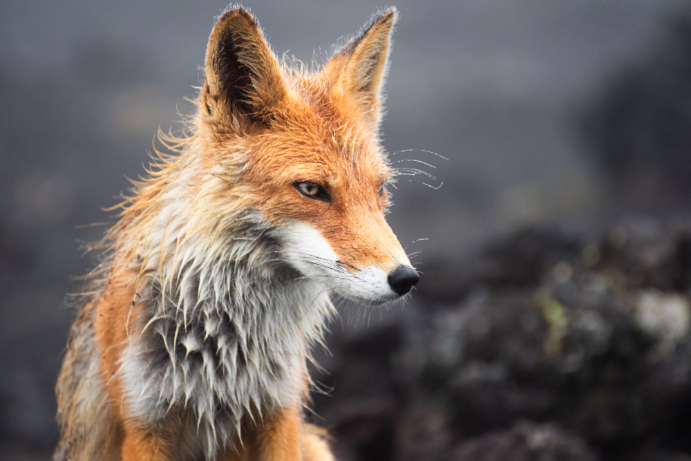 fox