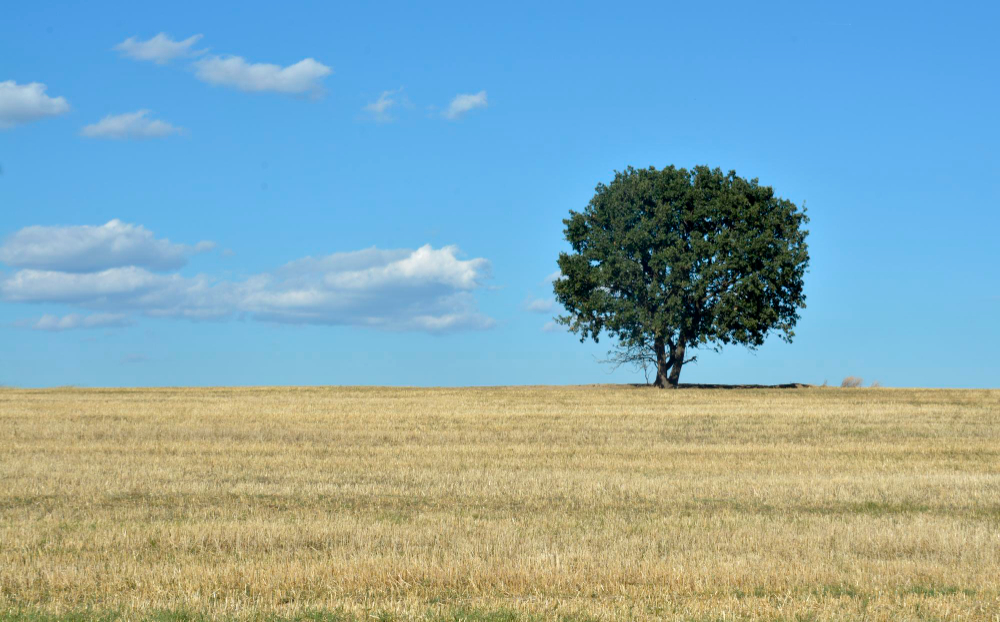 Oak Tree