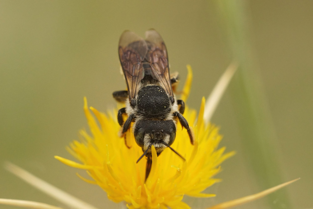 Bumblebee