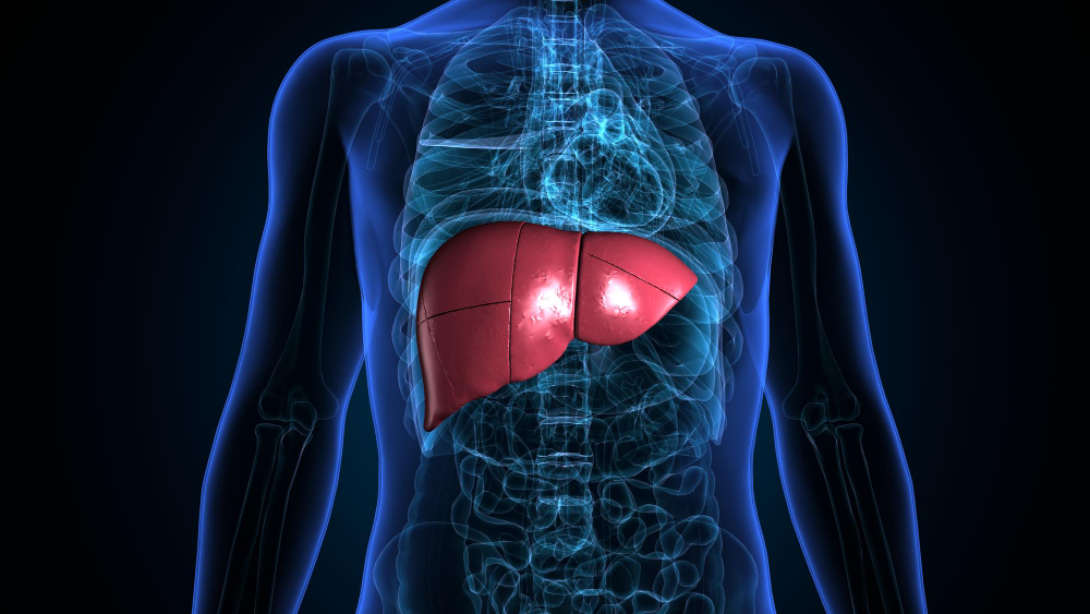 human liver