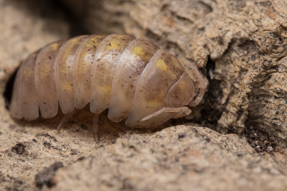 Woodlouse