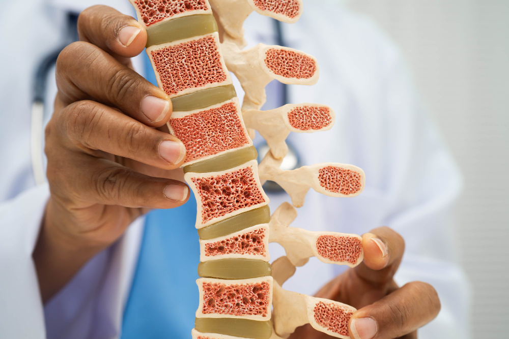 intervertebral disc