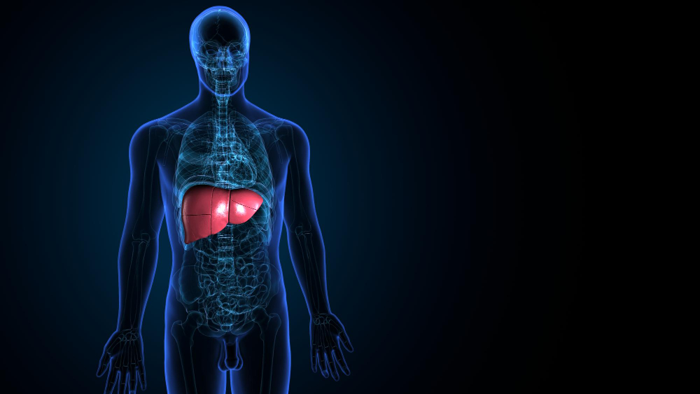 human liver