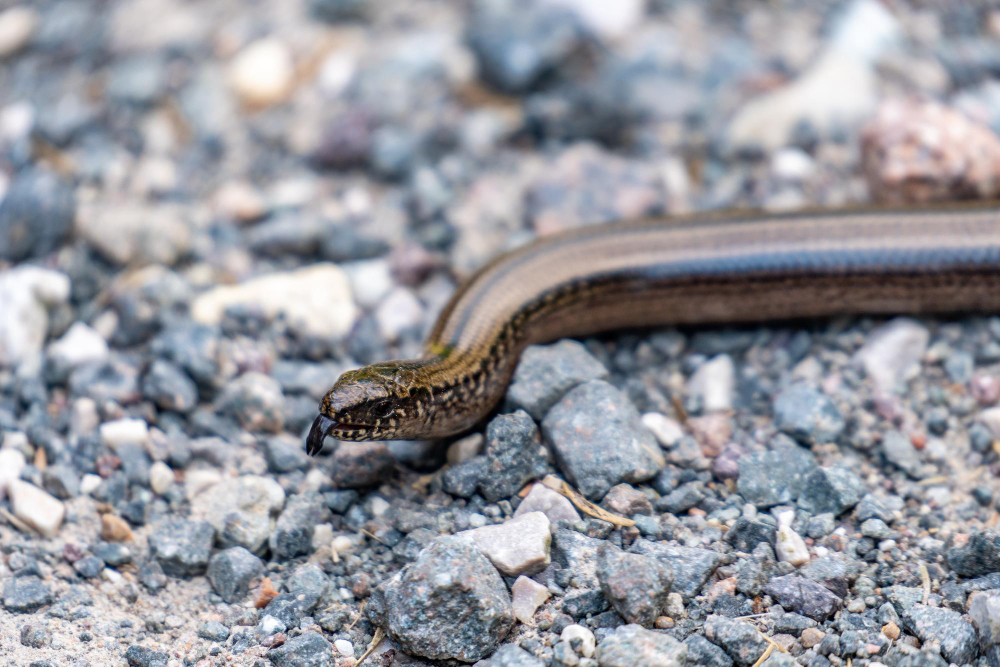 Slow Worm