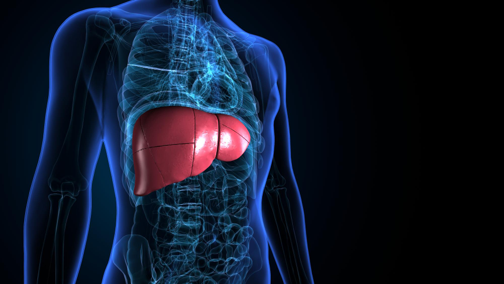 human liver