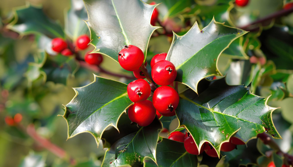 Mistletoe