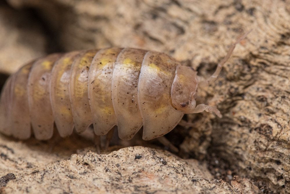 Woodlouse