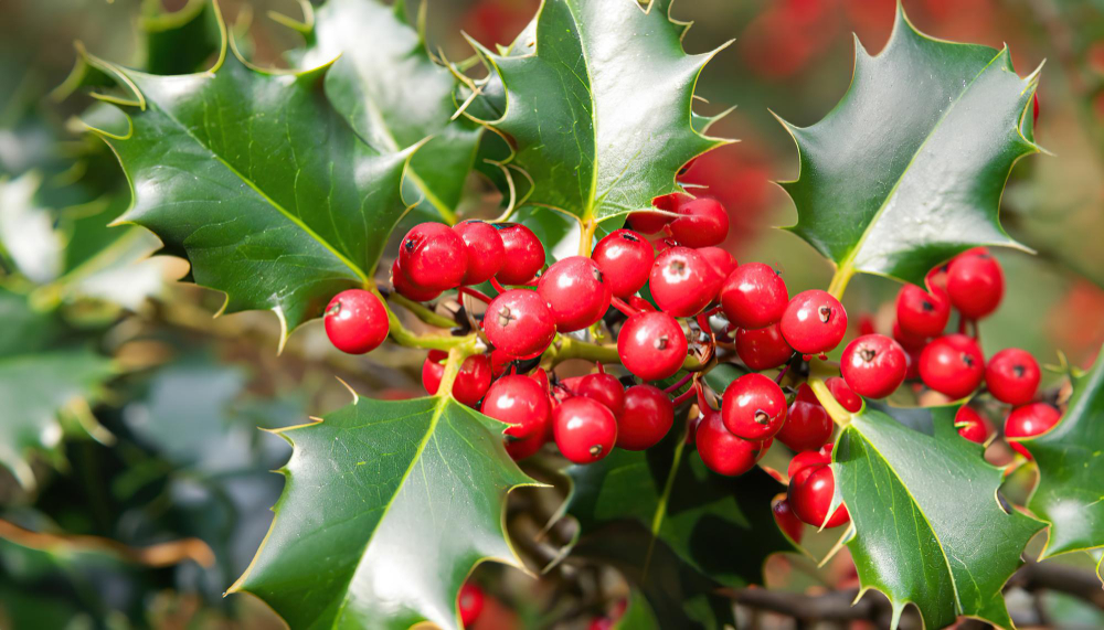 Mistletoe