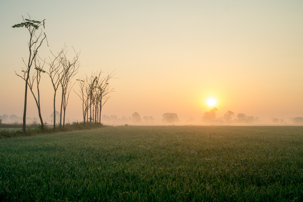 Dawn