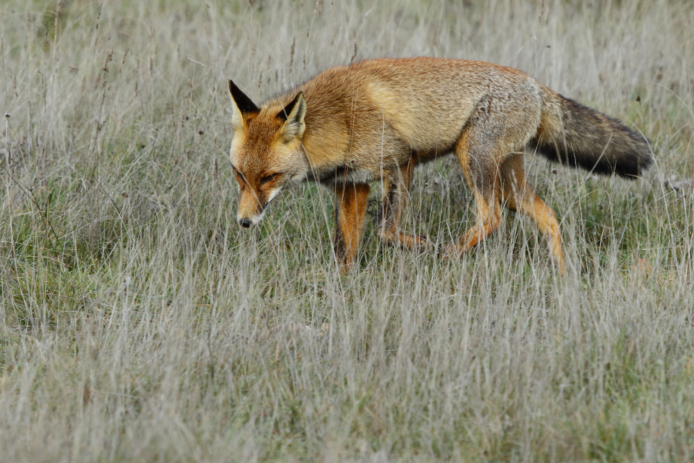 fox