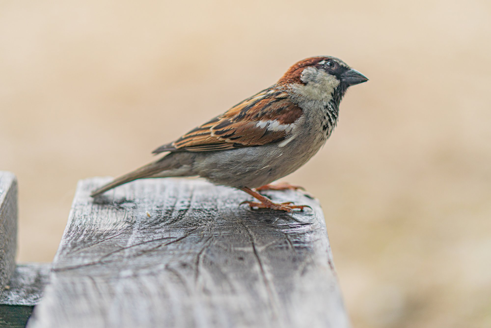 Sparrow
