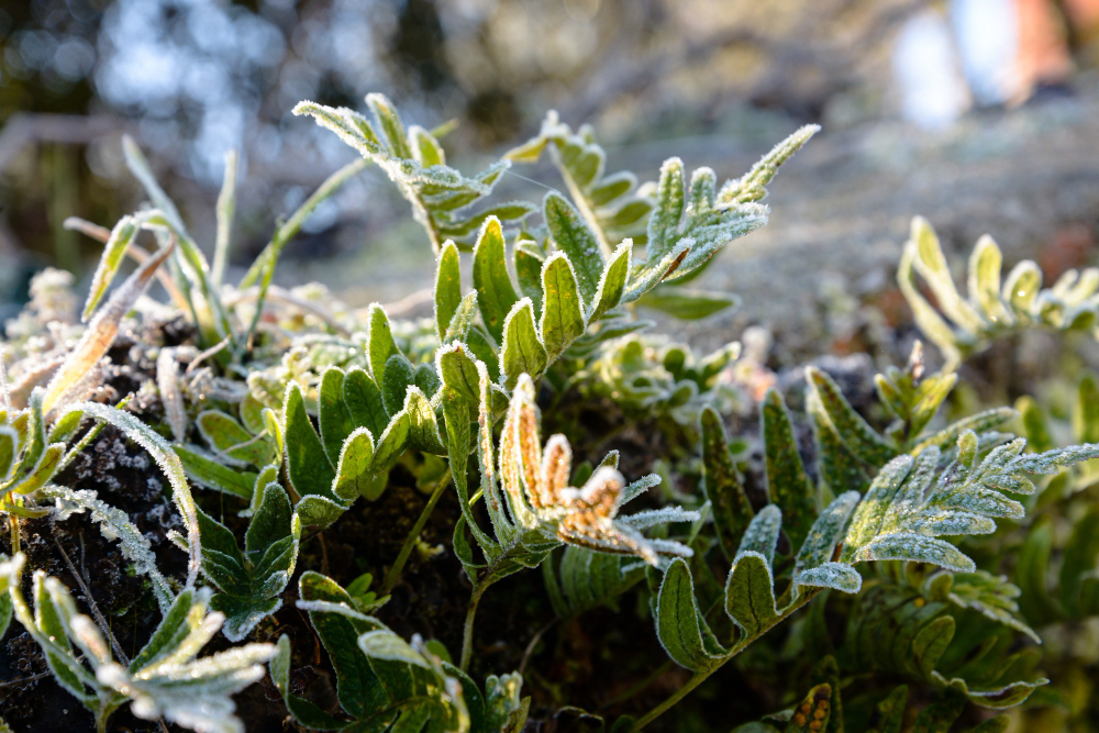 garden frost