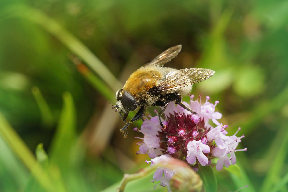 Bumblebee