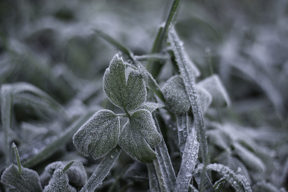 garden frost