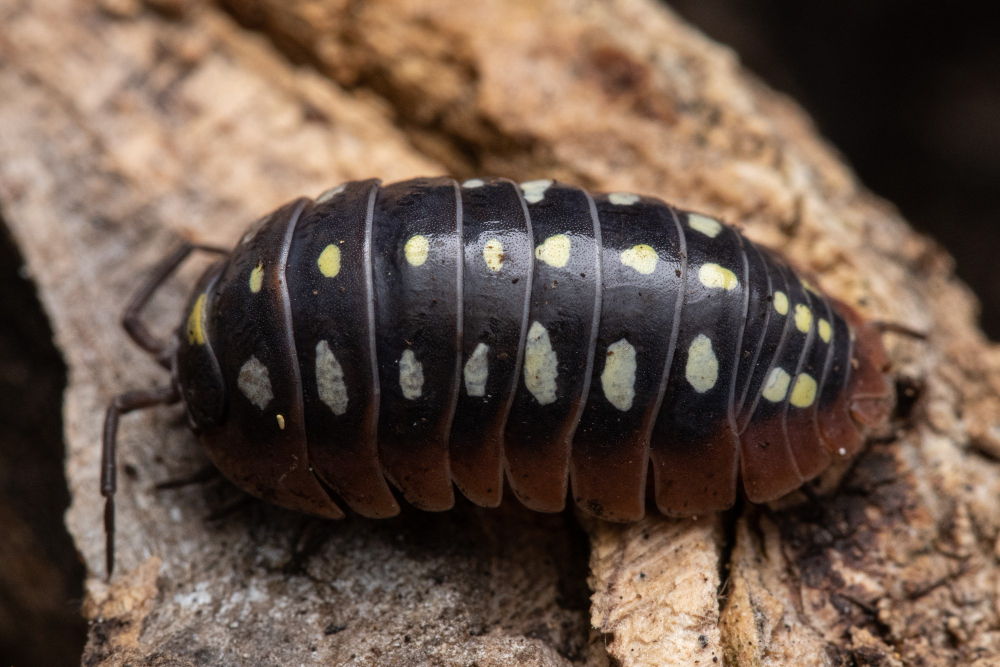 Woodlouse