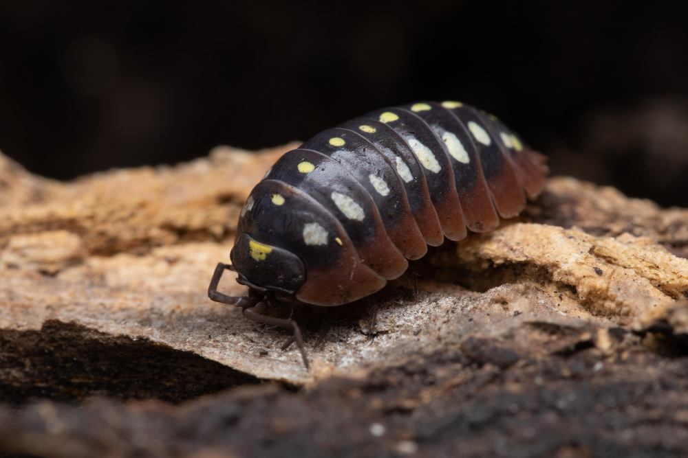 Woodlouse