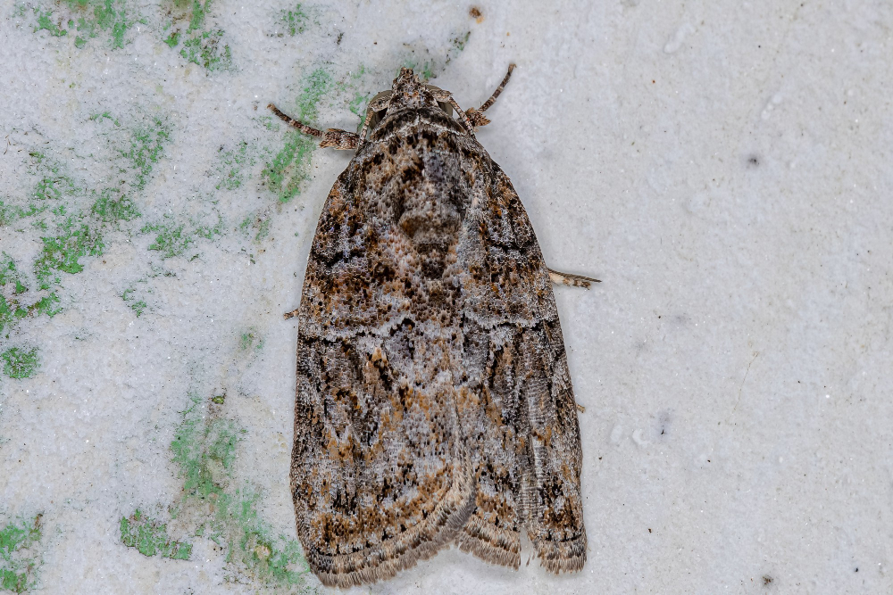 clothes moth