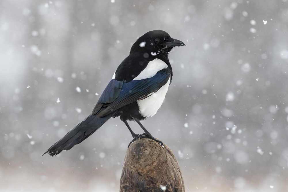 Magpie
