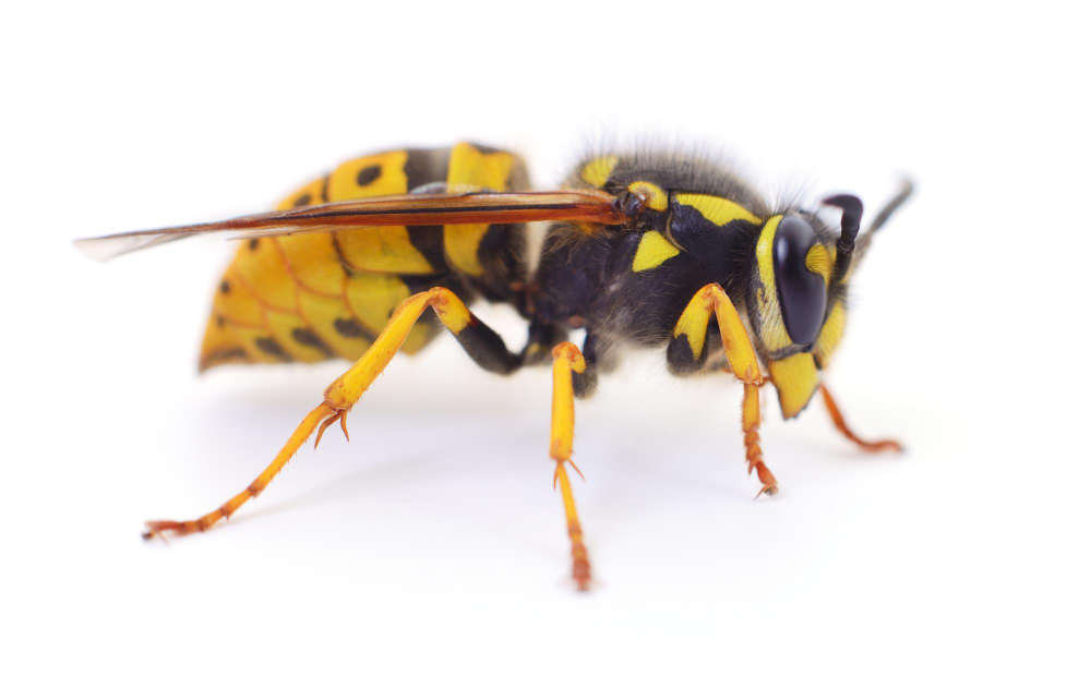 Wasp