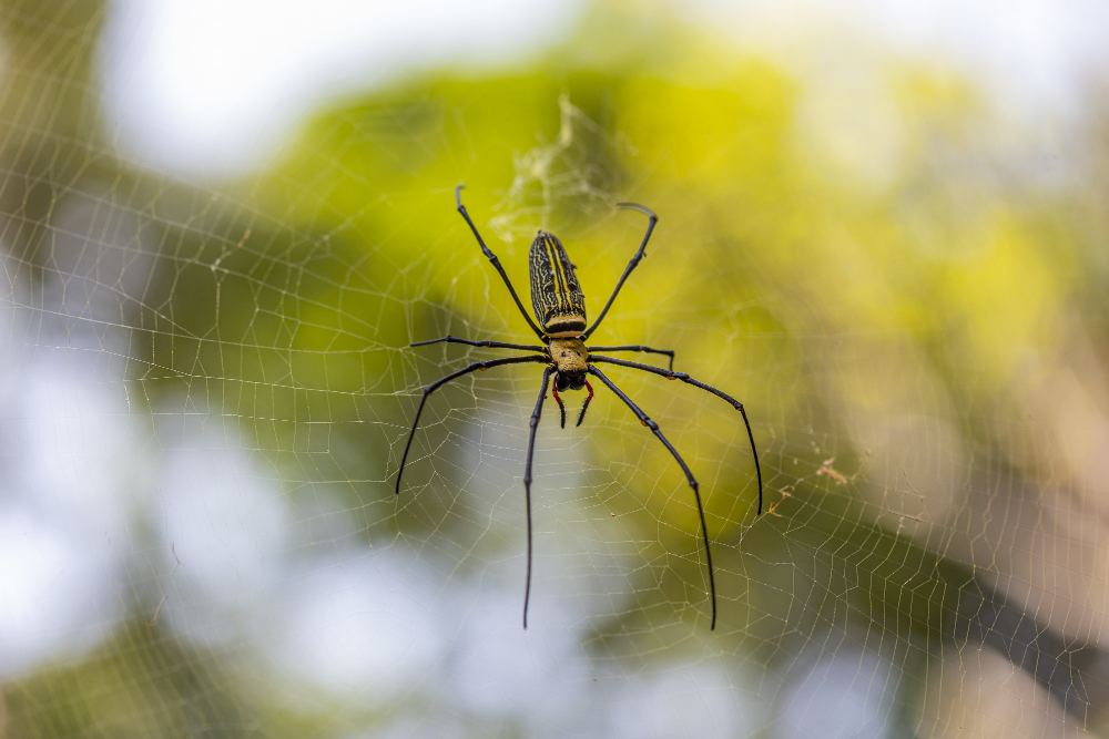 Spider