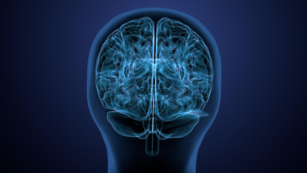 Brain