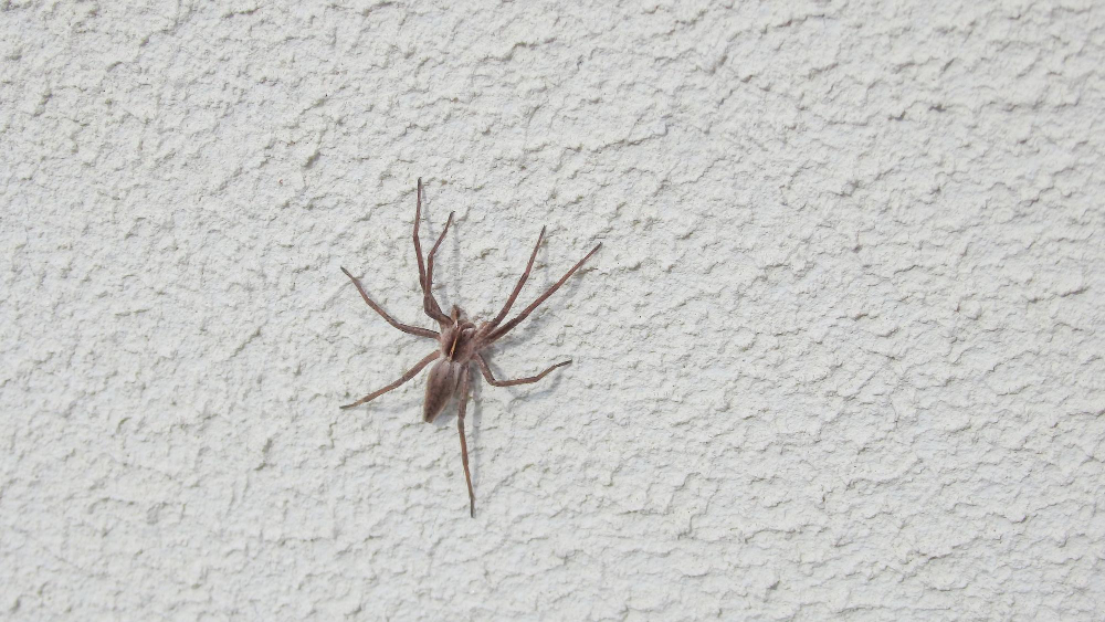 Spider