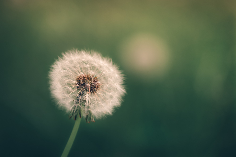 Dandelion