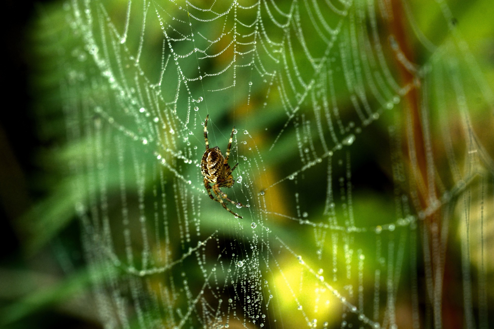 Spider