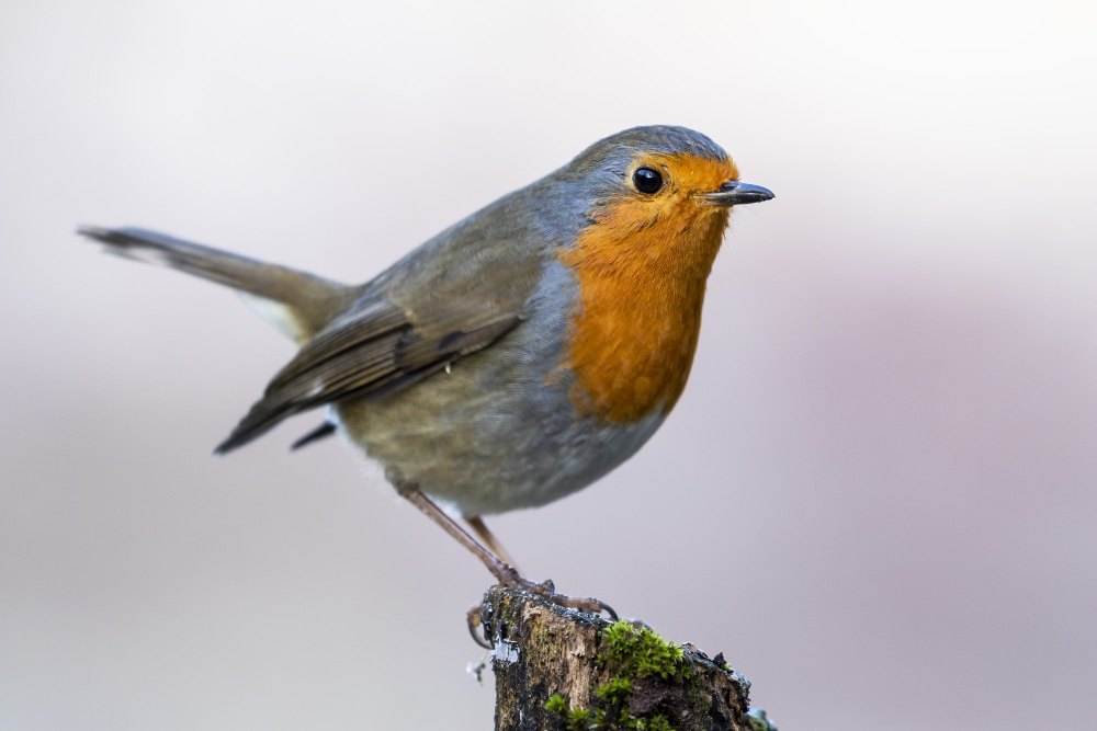 Robin Bird