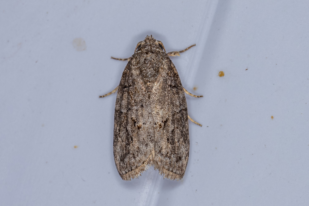 clothes moth